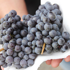 Von kleinen Trauben und grossen Weinen – zu Besuch beim Bio-Weingut Erbaluna