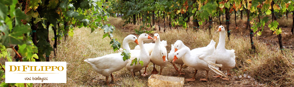 Azienda Agricola Italo di Filippo, Umbrien