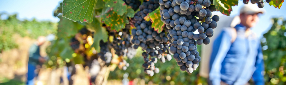 Biowein aus Österreich