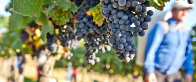 Biowein aus Österreich