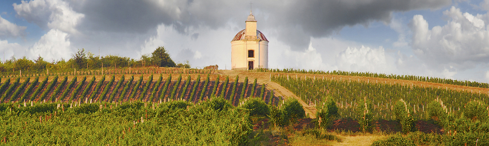 Biowein aus Ungarn