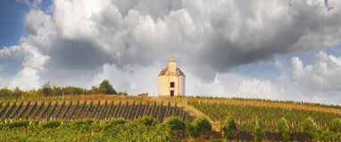 Biowein aus Ungarn