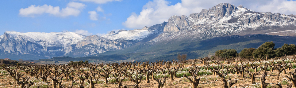 Biowein aus Spanien