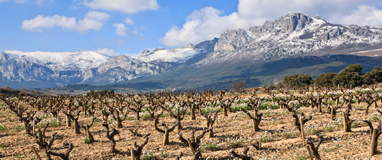 Biowein aus Spanien