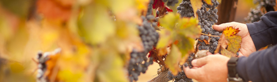 Biowein aus Übersee