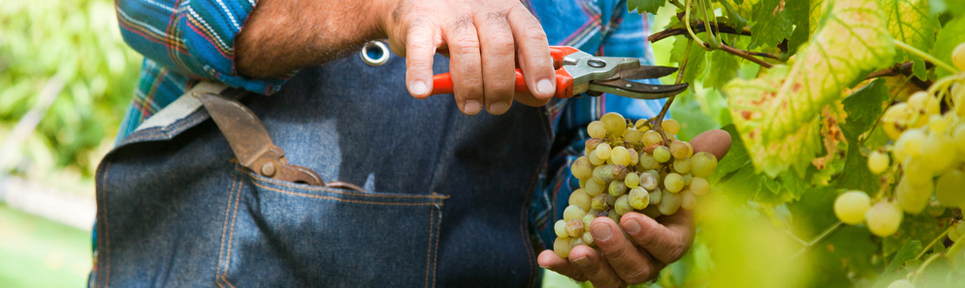 Biowein aus Argentinien