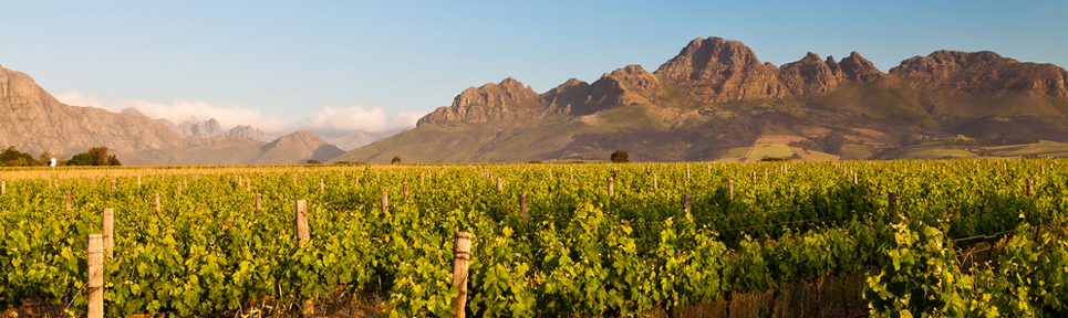 Biowein aus Südafrika