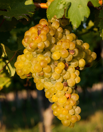 Grüner Veltliner