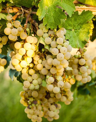 Verdicchio