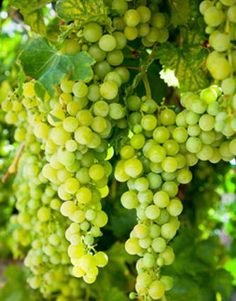 Vermentino