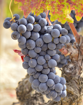 Tempranillo