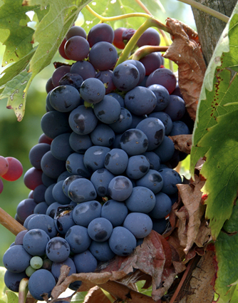 Sangiovese