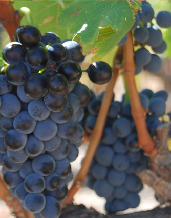 Grenache