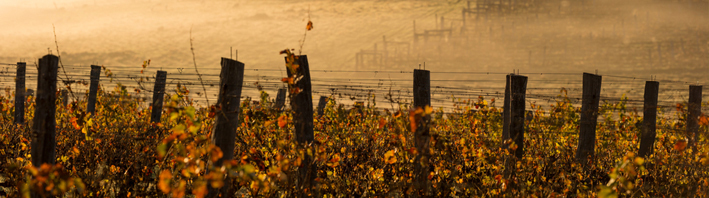 Biowein aus Australien