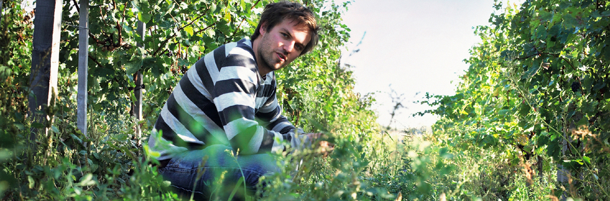 Was bedeutet biologischer Weinbau?