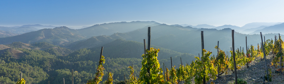 Celler Hidalgo, Priorat