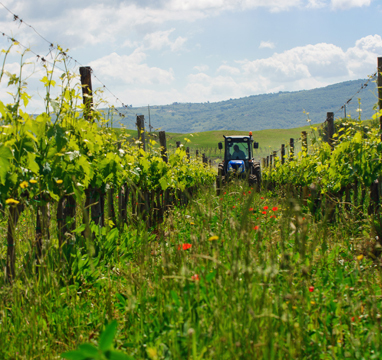 Biowein und Kupfer