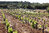 Chapelle Saint Pierre Rosé 2025 Saint Chinian AOC Biowein