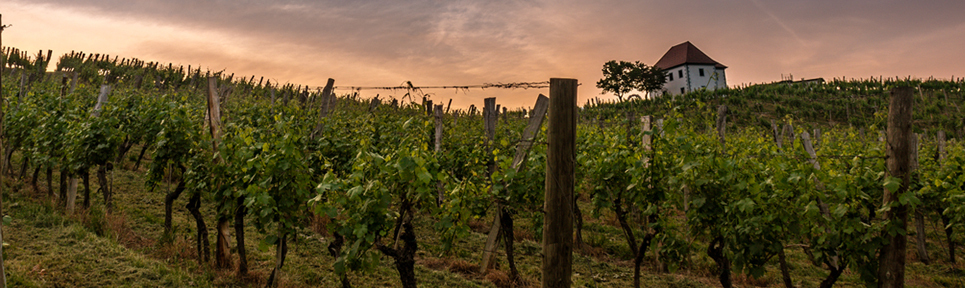 Biowein aus Slowenien