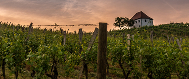 Biowein aus Slowenien