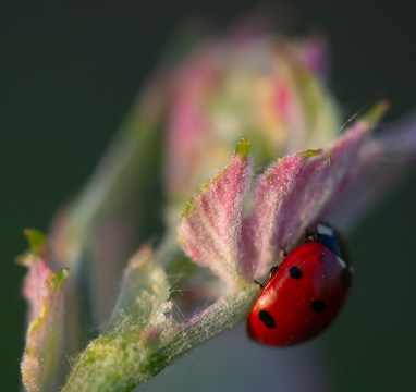 Was ist der Unterschied zwischen Wein und Biowein