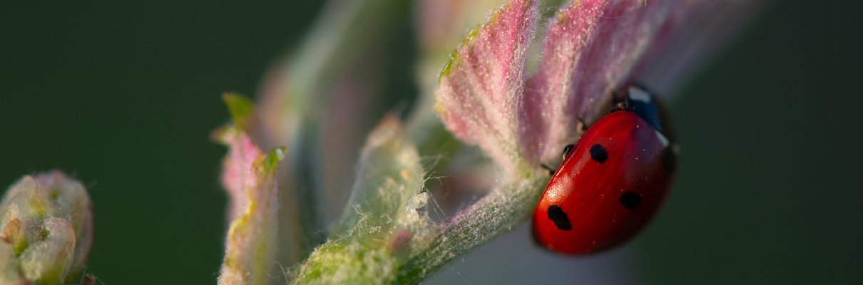 Was ist der Unterschied zwischen Wein und Biowein