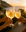 Limoni Spritz Aperitivo Frizzante Bio