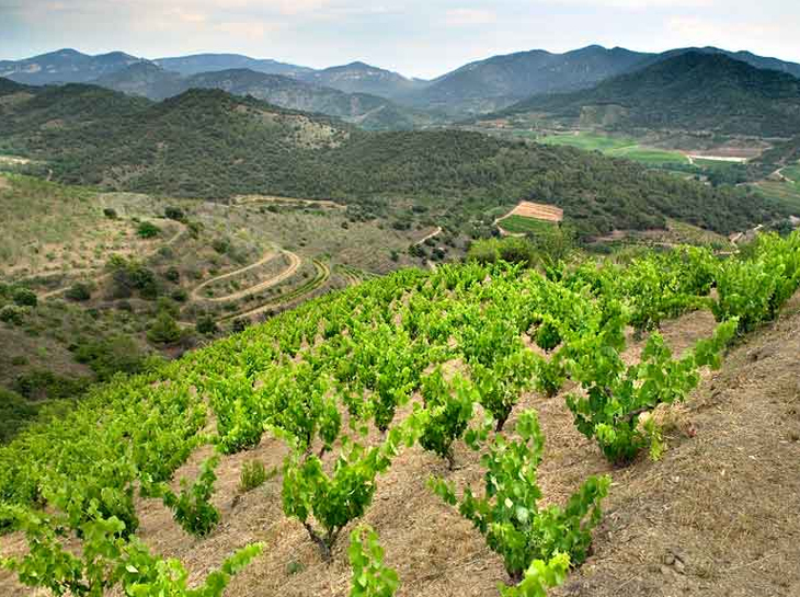 Priorat_Artikelbild