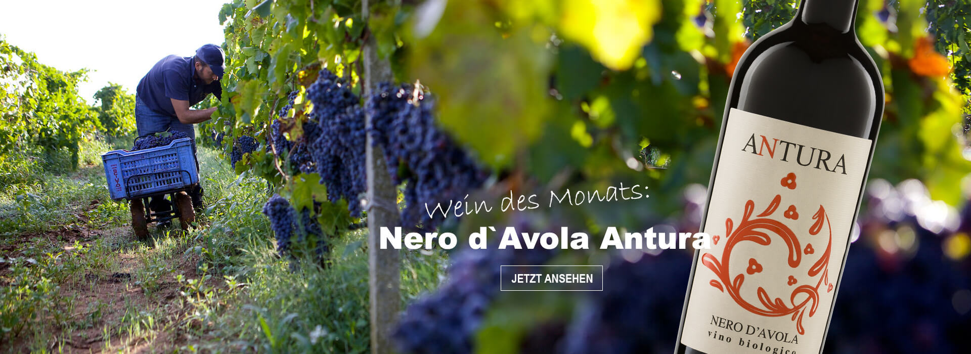 Unser Wein des Monats: Nero d`Avola Antura