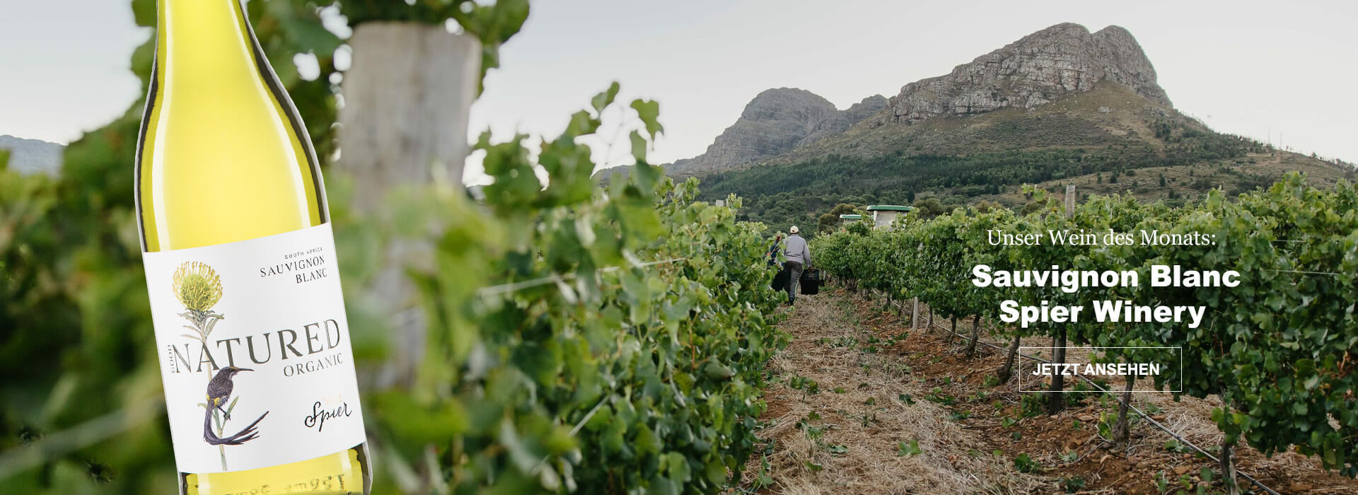 Unser Wein des Monats: Spier Sauvignon Blanc
