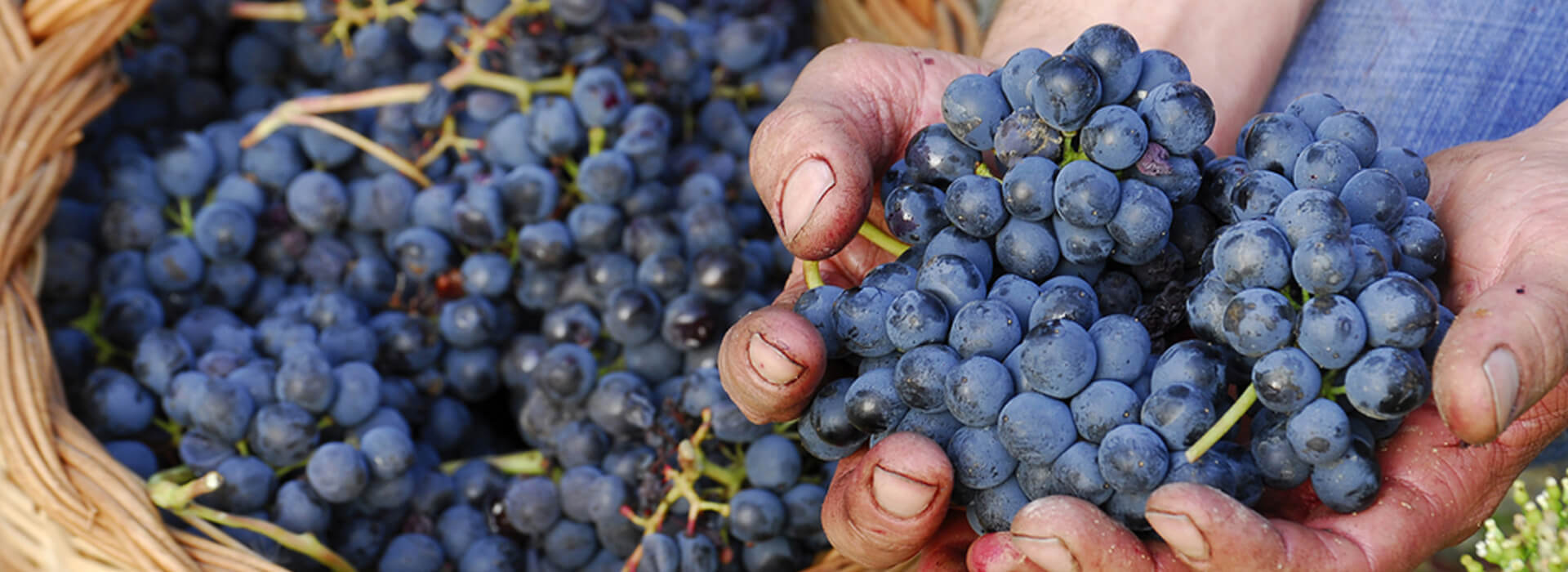 Primitivo Im Trend